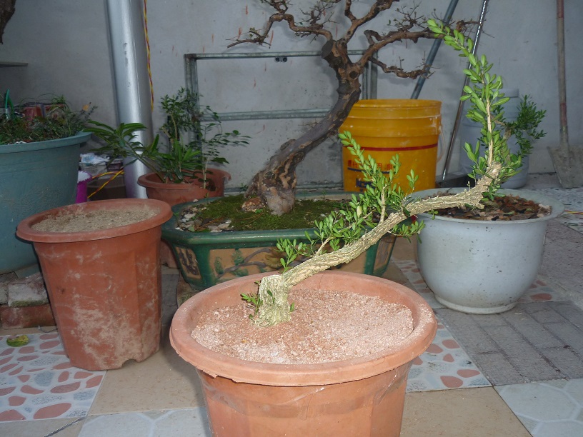 P1020532.JPG