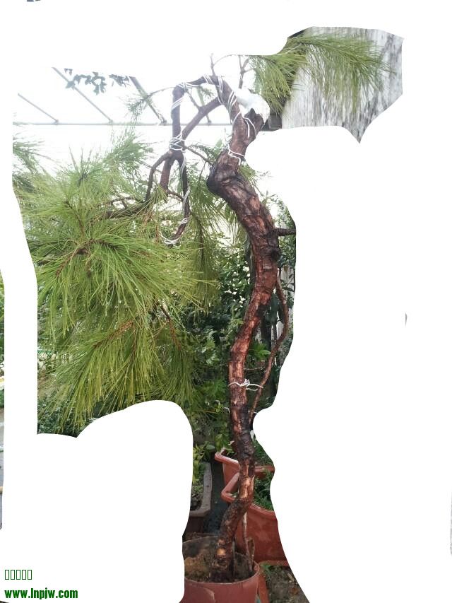 psb_.jpg