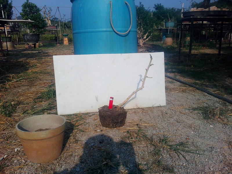 IMG20141011002.jpg