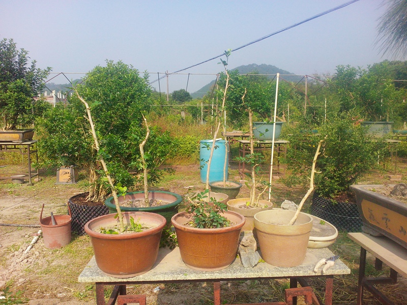 IMG20141008004.jpg