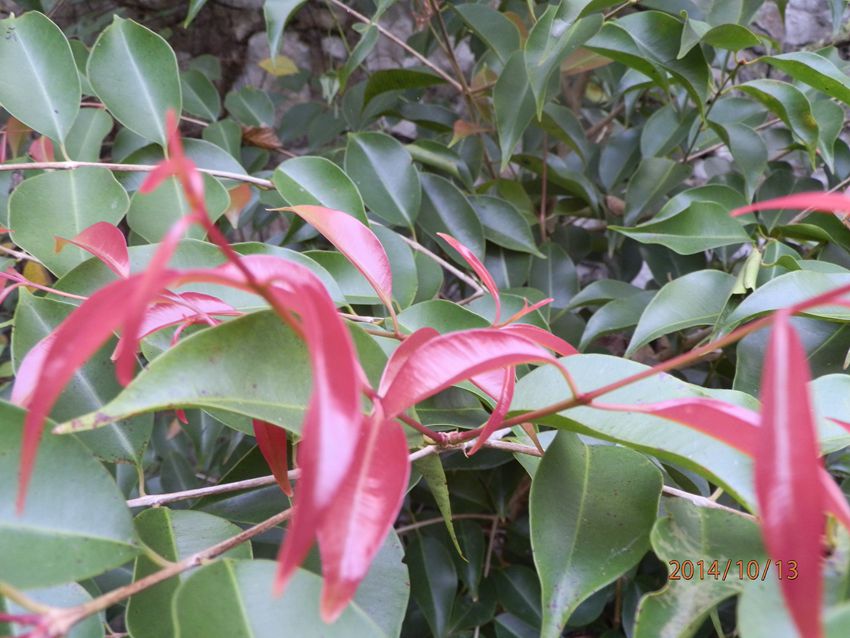 PA131219.JPG