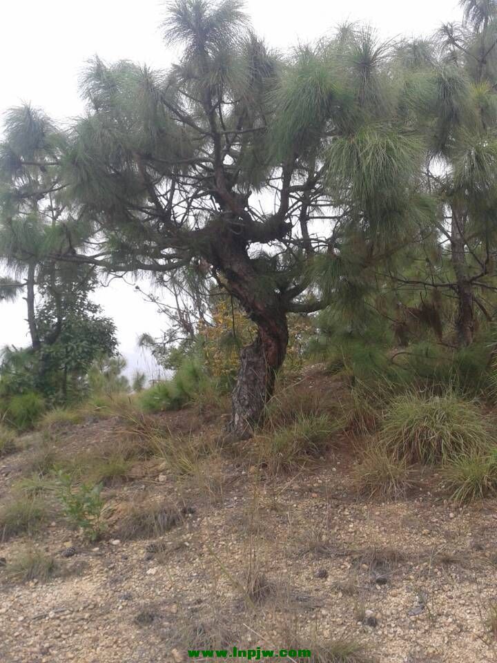 QQͼƬ20141014204309.jpg