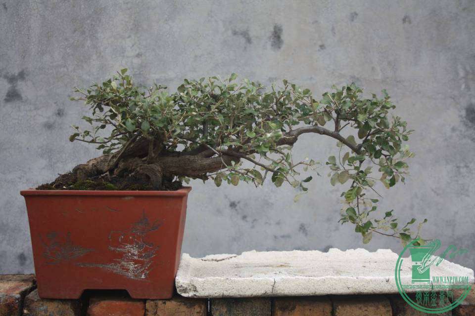 Ƭ20131026ۺ 1969.jpg