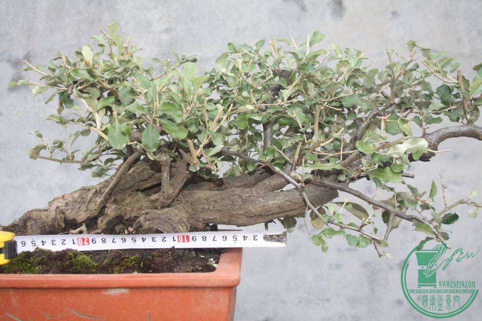 Ƭ20131026ۺ 1983.jpg