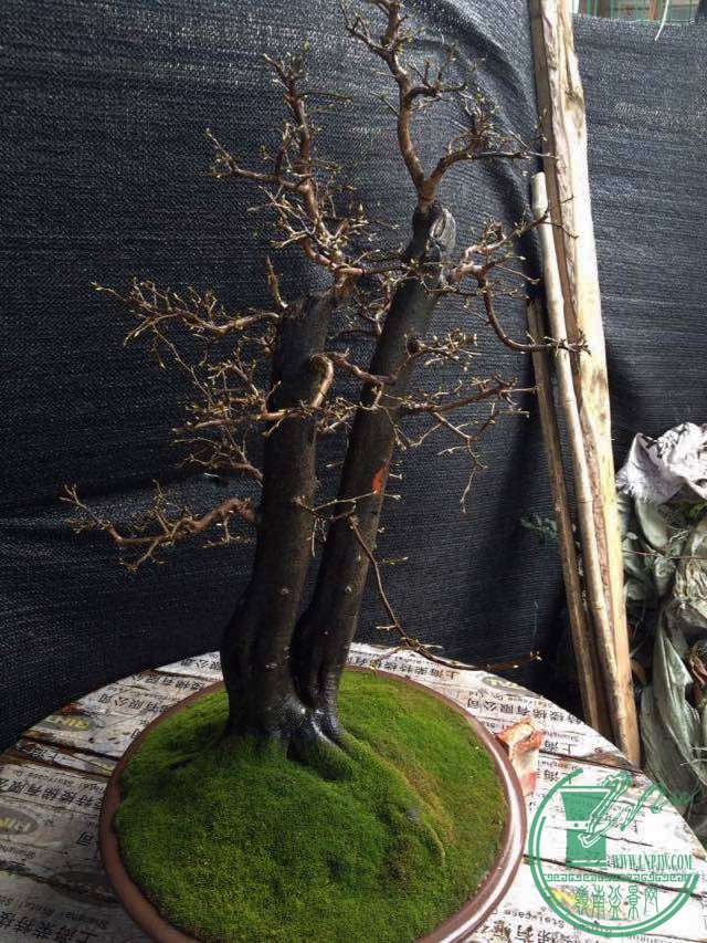 Ʒĸѻcxiao.jpg