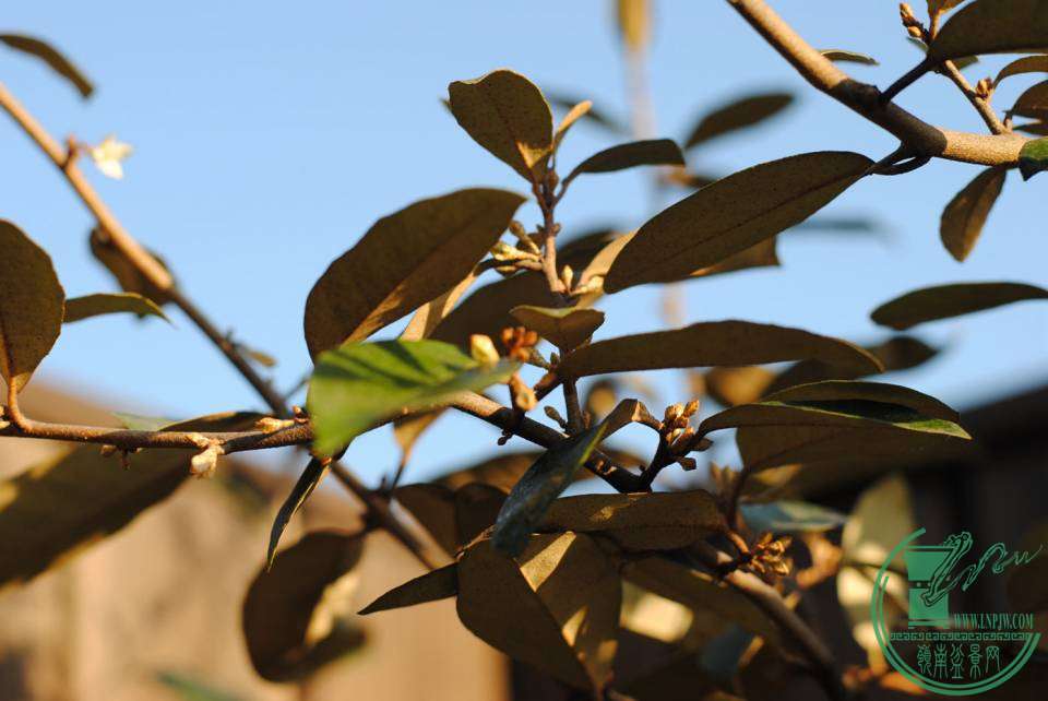 DSC_2244.JPG
