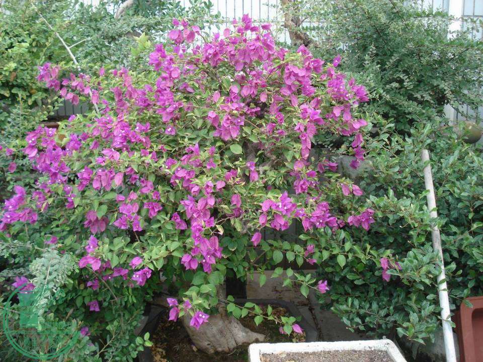 С DSC00074.JPG