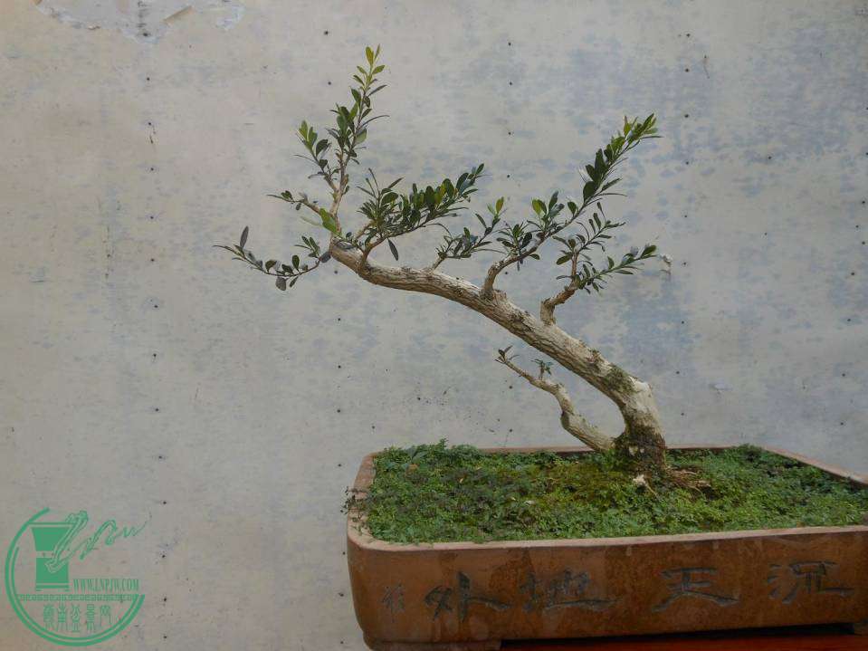 G005.JPG