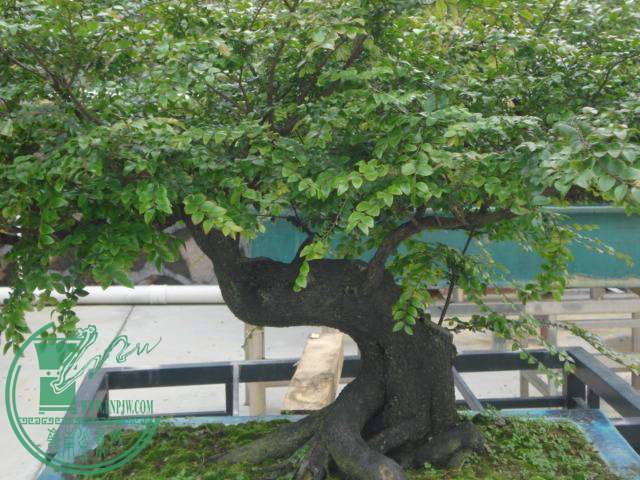 DSC01778.JPG