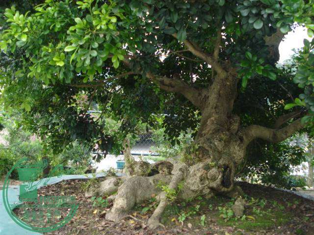 DSC01795.JPG