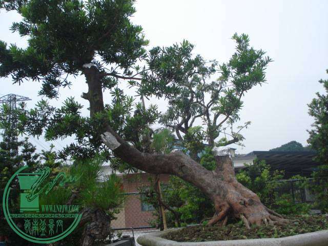 DSC01792.JPG