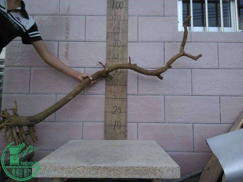 1001.jpg