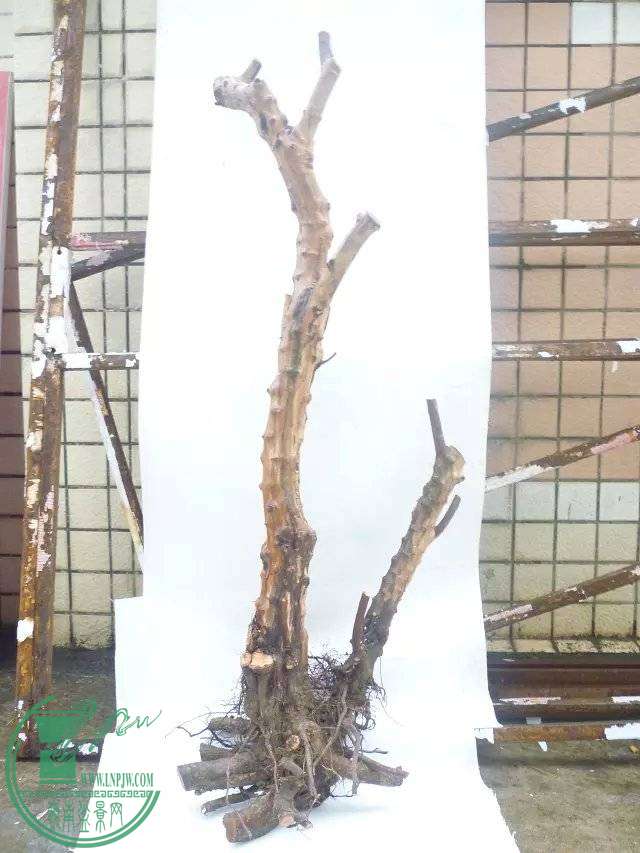 psb10.jpg