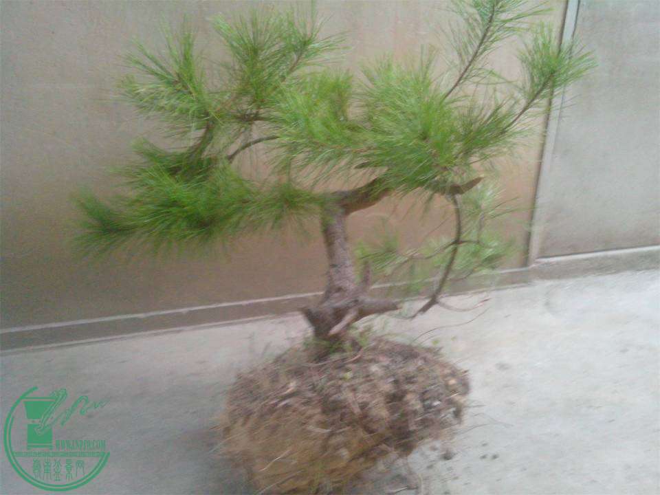 IMG20141112010.jpg