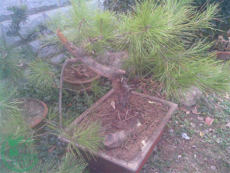 IMG20141113001.jpg