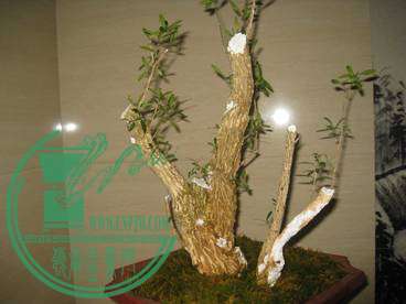 IMG_4466.jpg