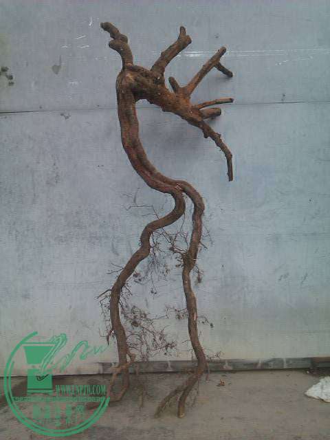 IMAG0167.jpg