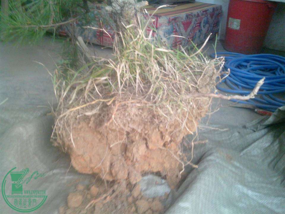 IMG20141119002.jpg