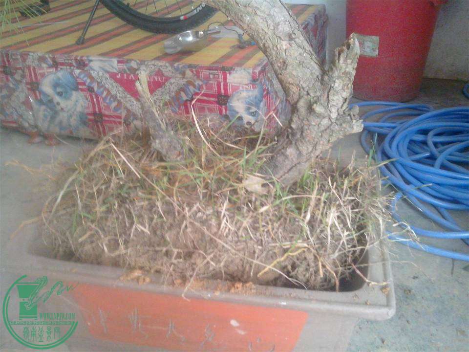 IMG20141119003.jpg