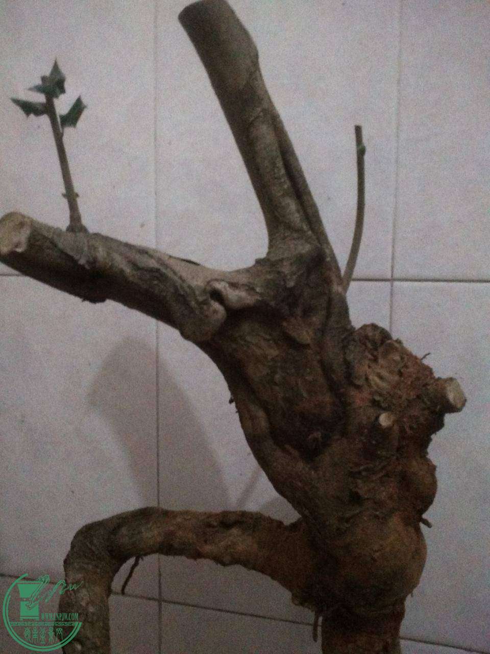 11.JPG