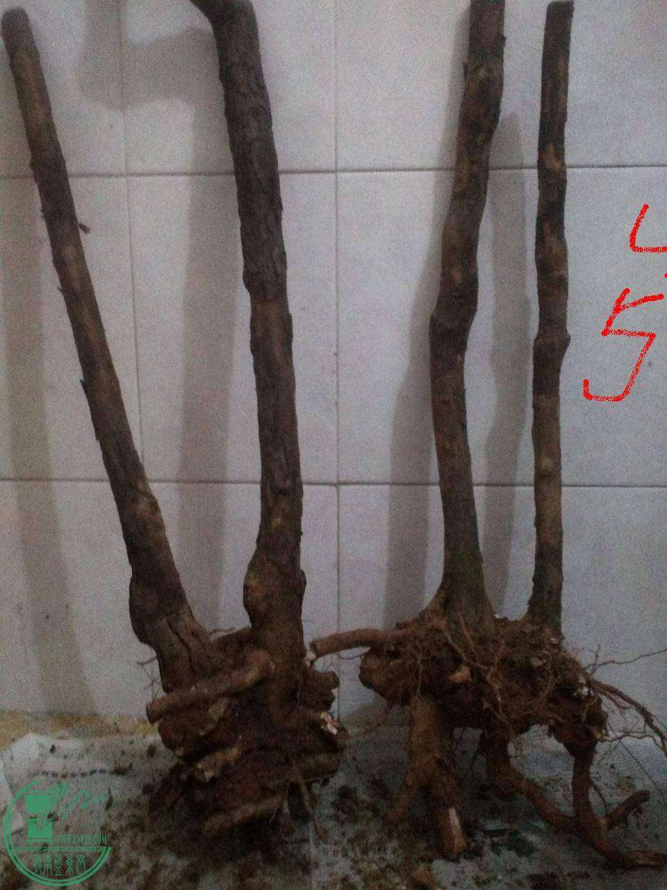 14.JPG