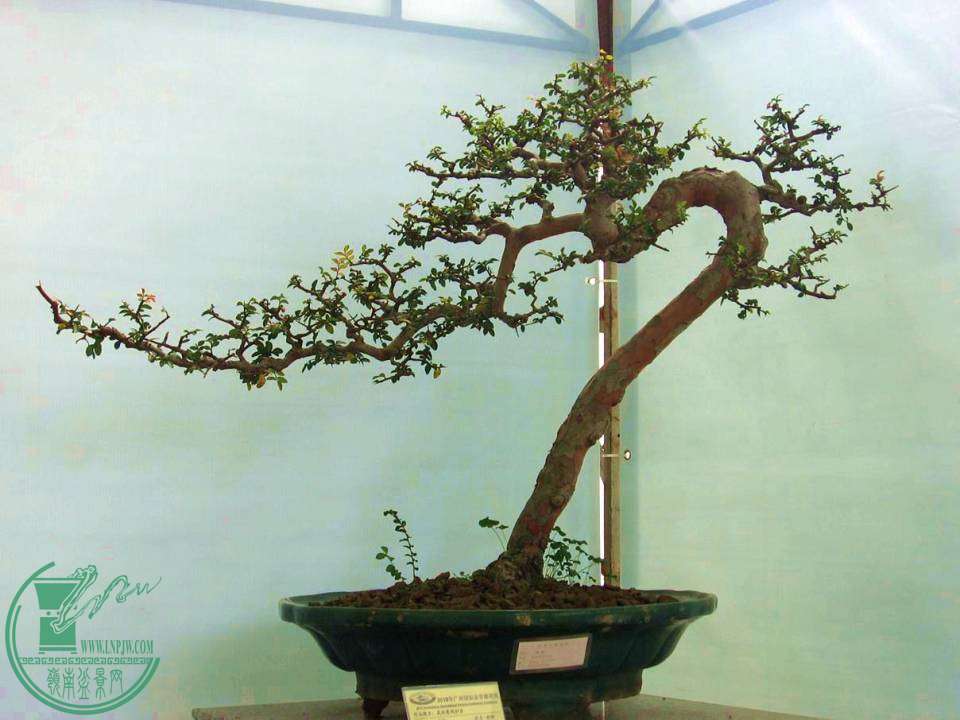Ƭ 052.jpg