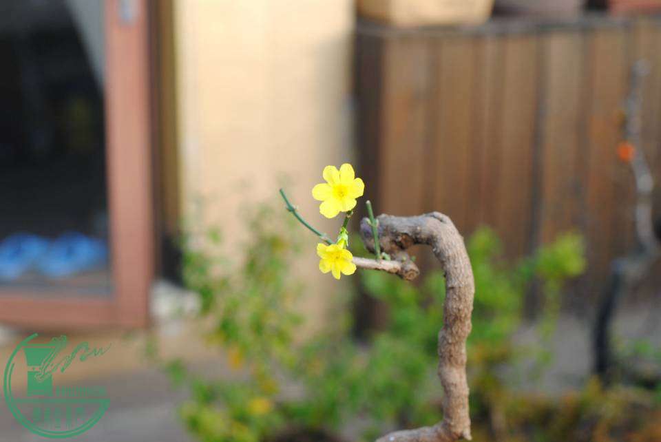 DSC_2718.JPG