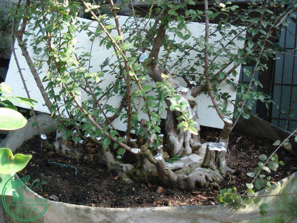 С DSC00001.JPG
