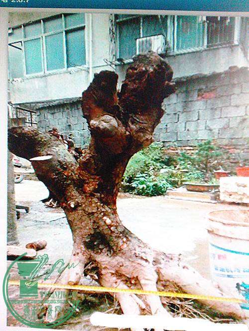 IMG20141119001__1.jpg