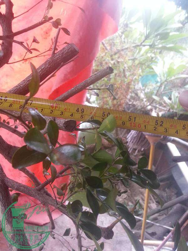 20141130_100036_99.jpg