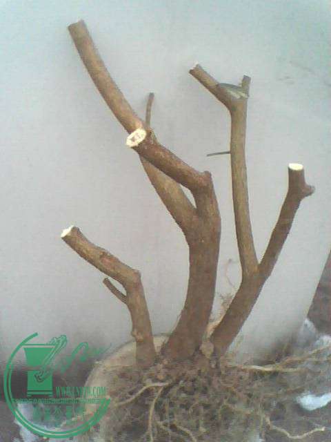 IMG1223A_ת.jpg