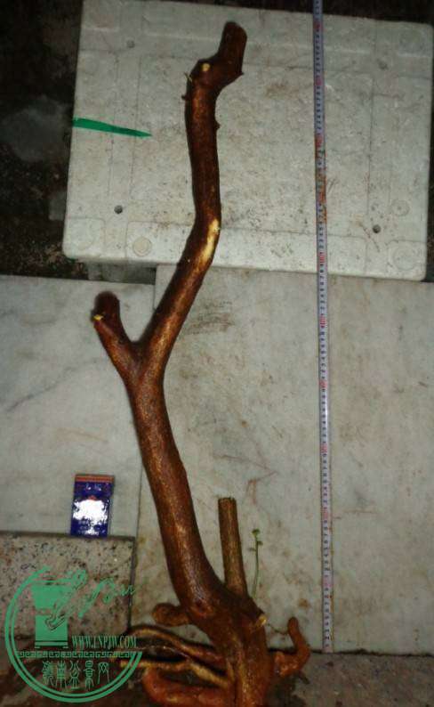 211813rvd9erzjnjeael49_jpg_thumb.jpg