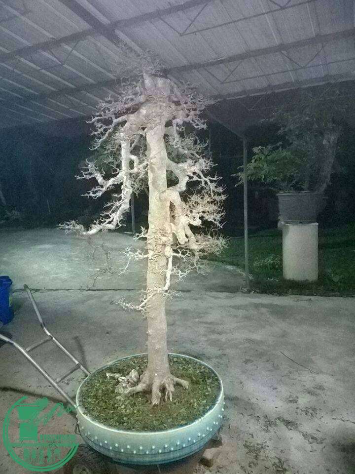 005831rnaafdp4ca5jjrxj.jpg
