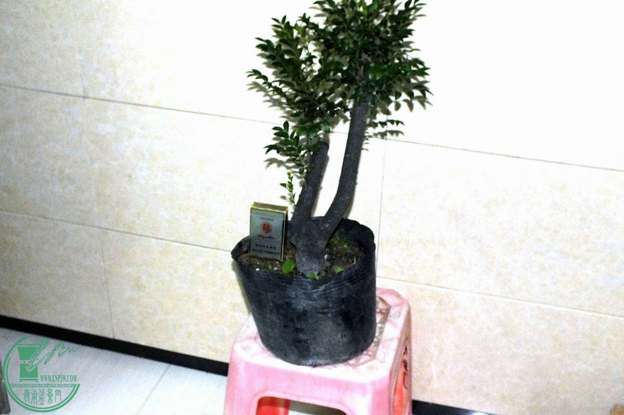 003.JPG