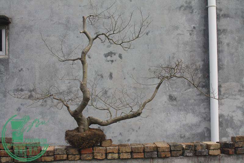 Ƭ20131026ۺ 2384.jpg