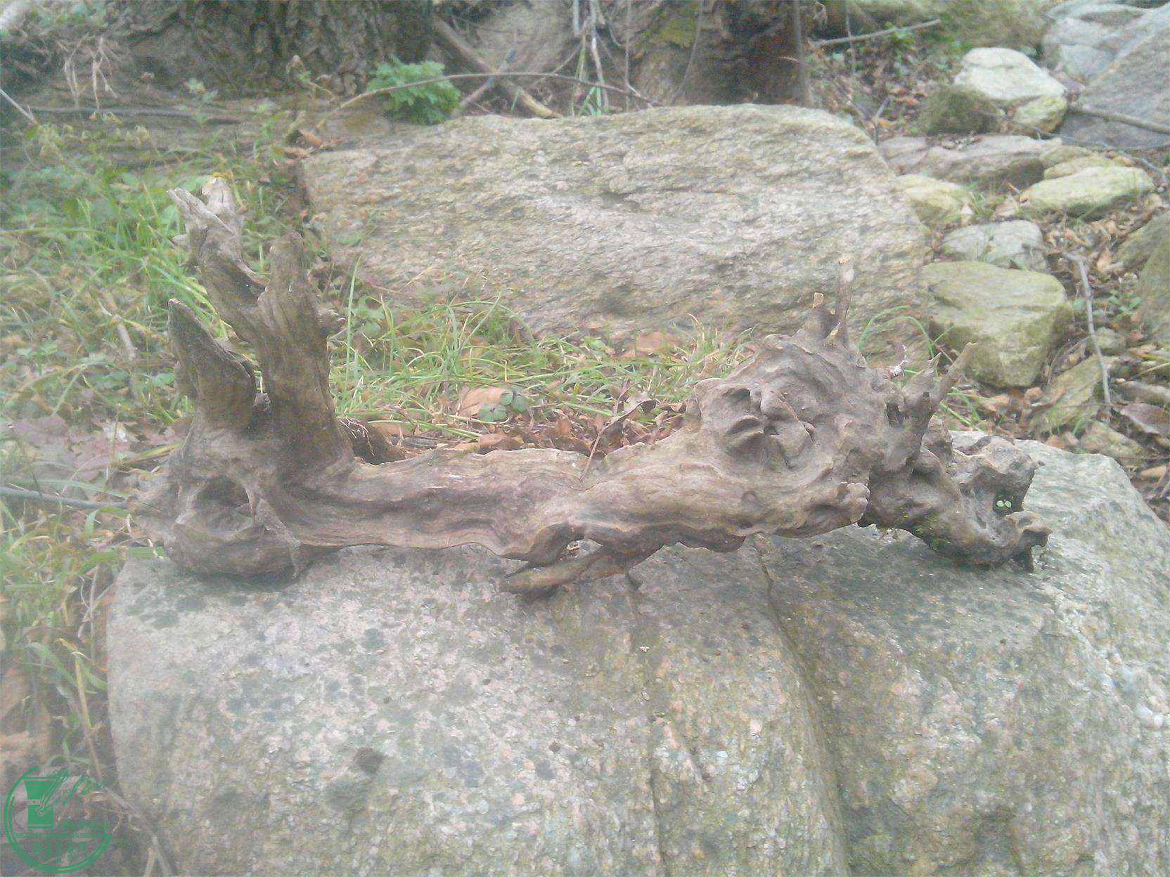 IMG20141209015.jpg