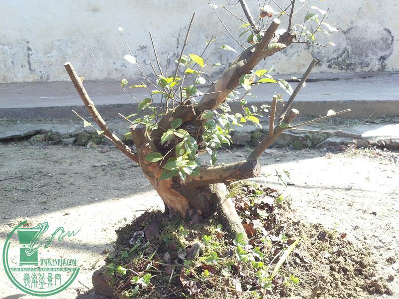 2014-12-21_12-00-04_424_www.moumu.com.jpg