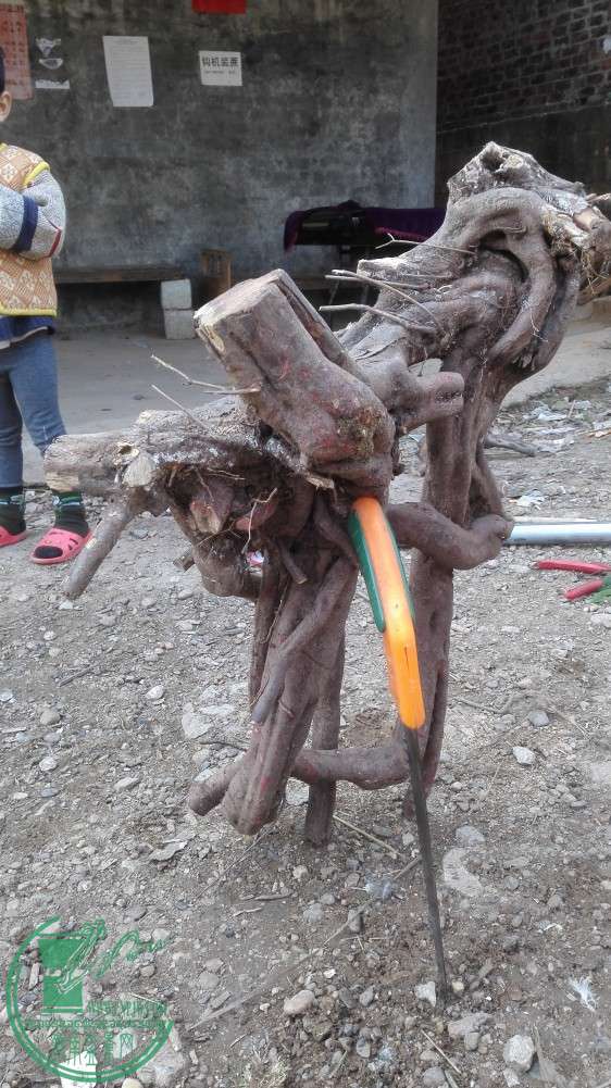 ȸˮߣ֪ǸһϷһѻĸ֮һСȫǿϧ