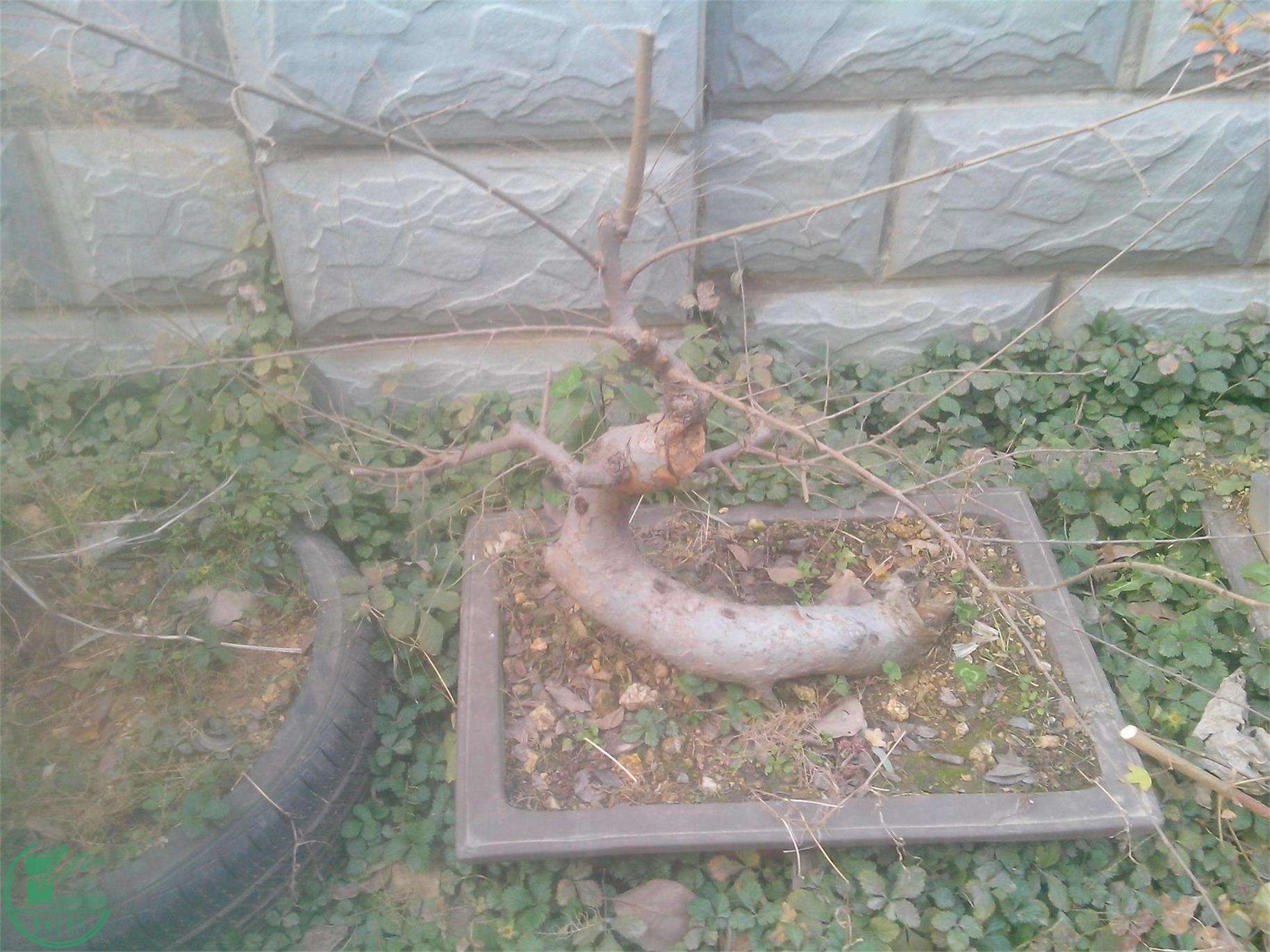 IMG20141222001.jpg