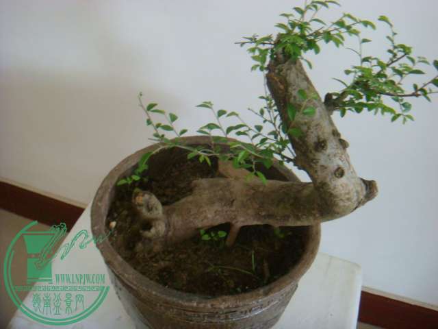 DSC02559.JPG