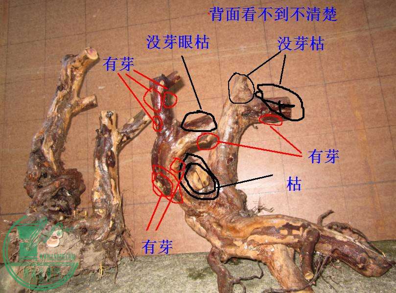 175003xdcssrrfd5i5crcr.jpg.thumb.jpg