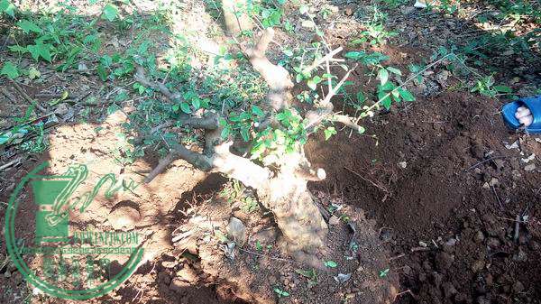 IMG_20141221_160256.jpg