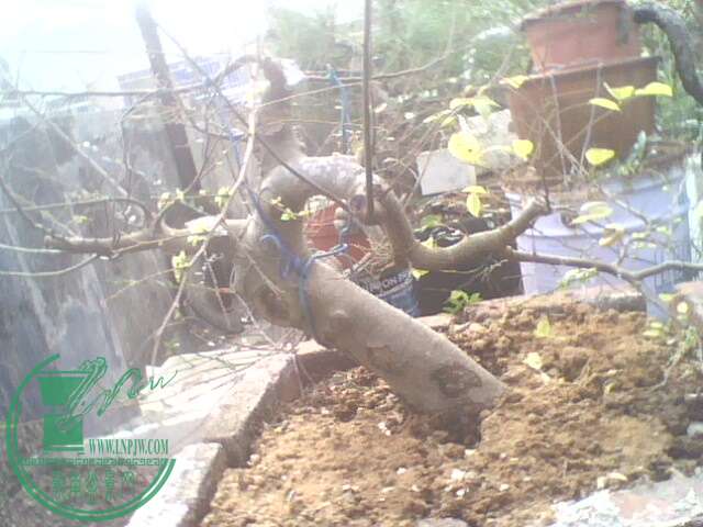 IMG1360A.jpg