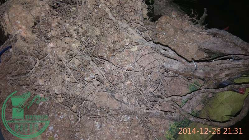 IMG_20141226_213153_.jpg