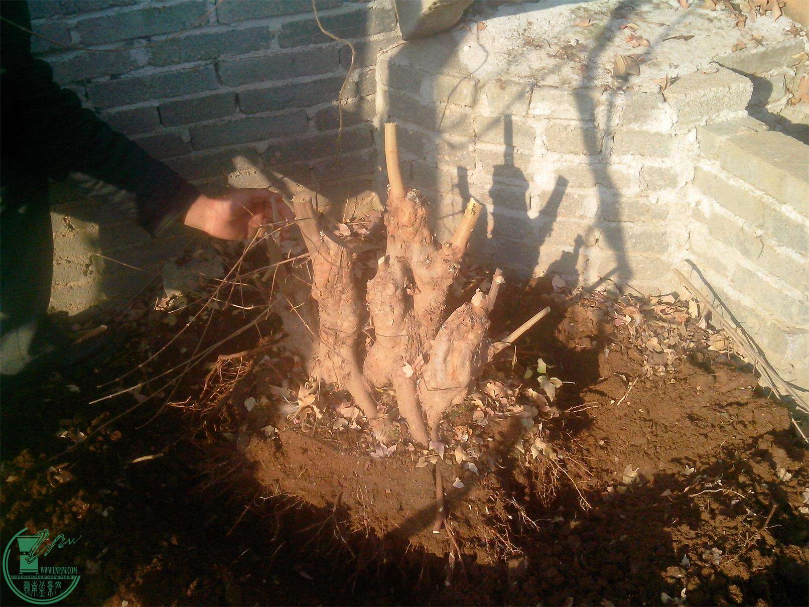 IMG20141228005.jpg