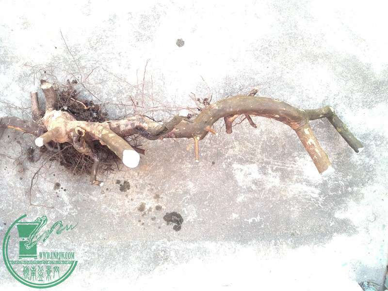 2014-12-30_16-08-42_970_www.moumu.com.jpg