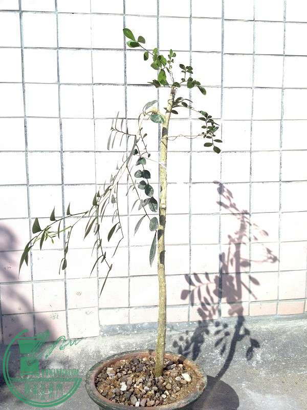 2015-01-02_14-32-39_863_www.moumu.com.jpg