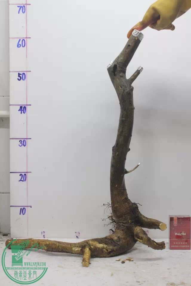psb (11).jpg