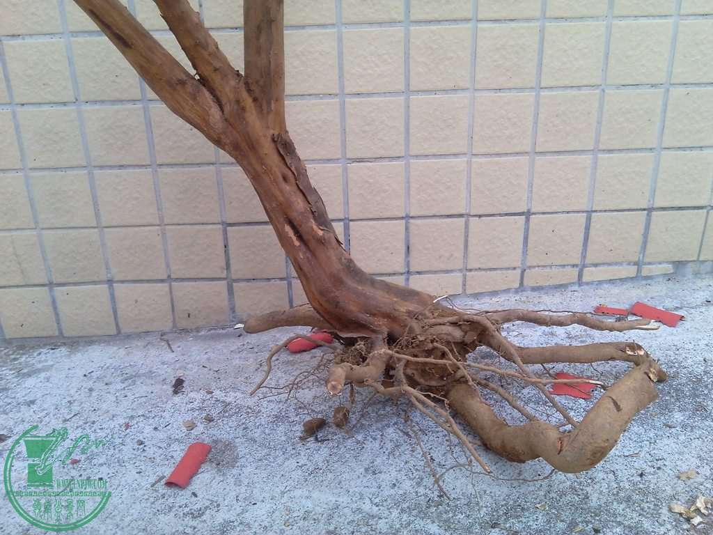 IMG_20150101_164331.jpg