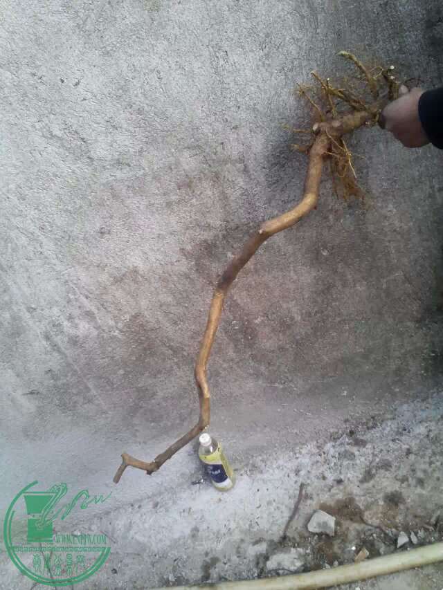 7100